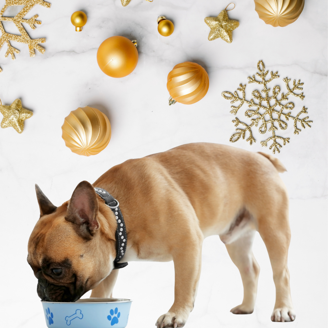 Nutrici&oacute;n para mascotas en Navidad: Qu&eacute; pueden comer y qu&eacute; no